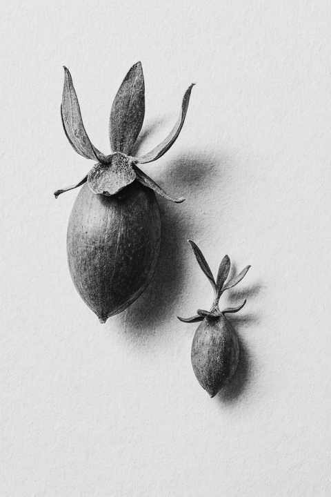 JOJOBA