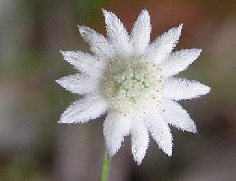 Flower Essences