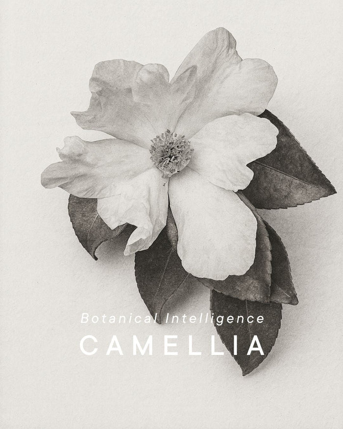 camellia-japonica-tsubaki-flower-winter-bloom.jpg
