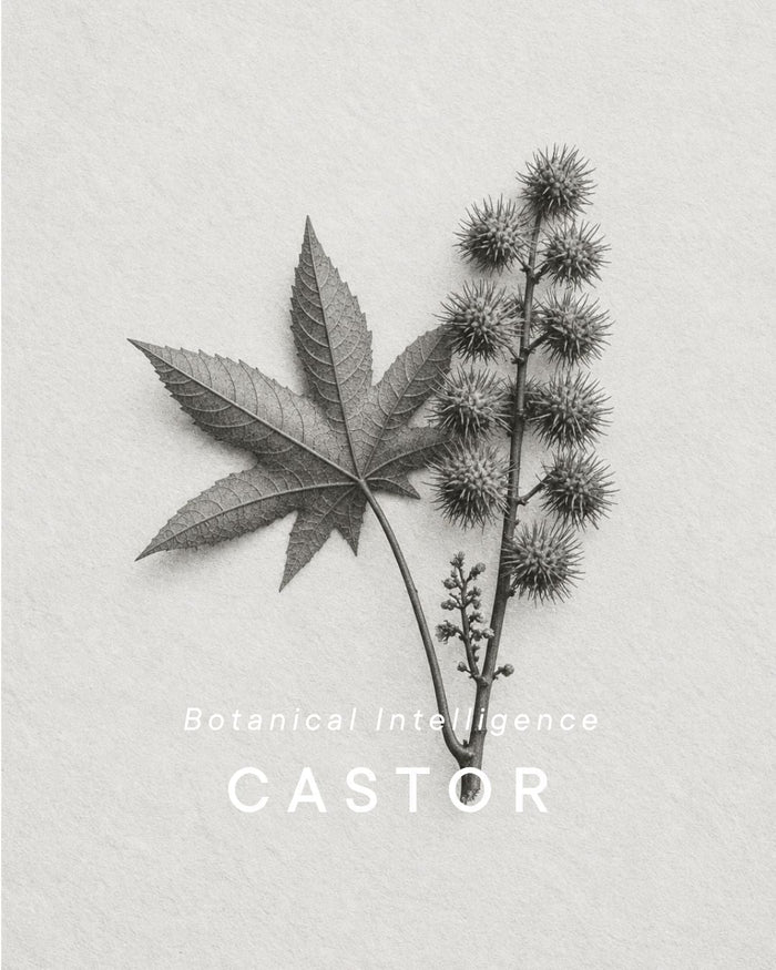 castor-oil-plant-seeds-shemana.jpg