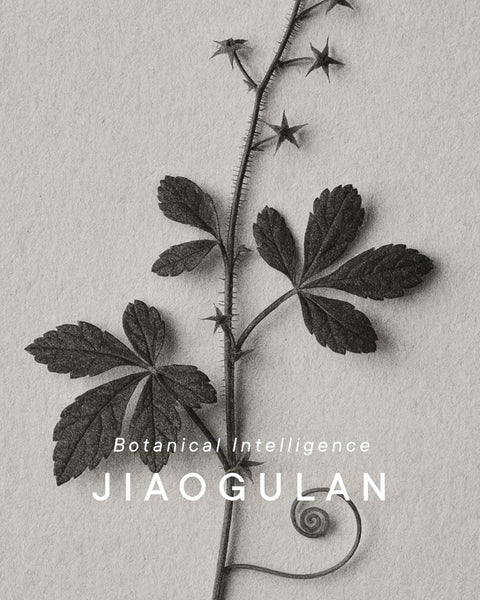 Jiaogulan Shemana Botanical Blog