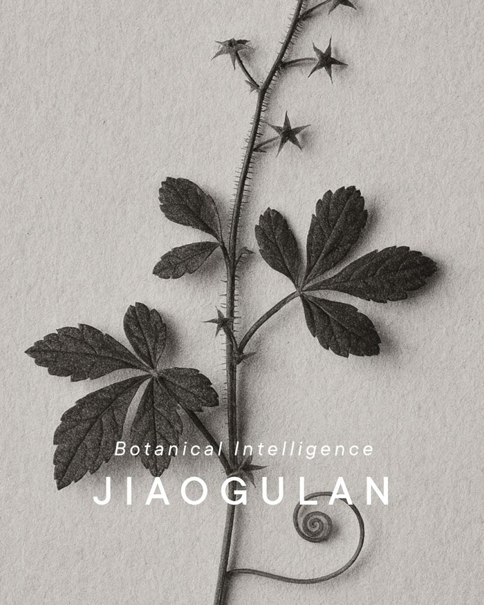 Jiaogulan Shemana Botanical Blog