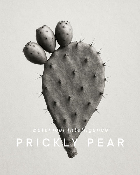 prickly-pear-cactus-opuntia-ficus-indica-origin.jpg