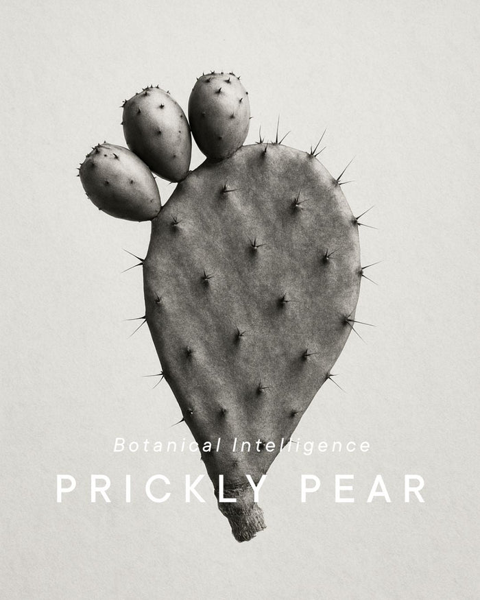 prickly-pear-cactus-opuntia-ficus-indica-origin.jpg