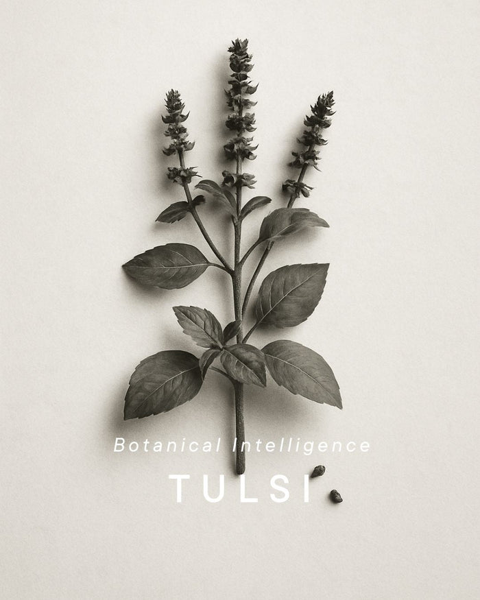 Tulsi-bloom.jpg