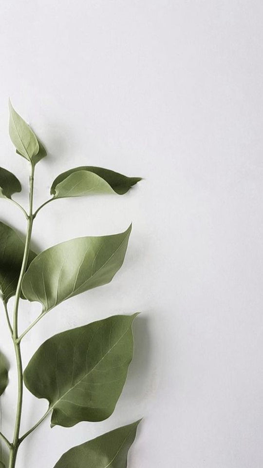 BOTANICAL INGERDIENTS
