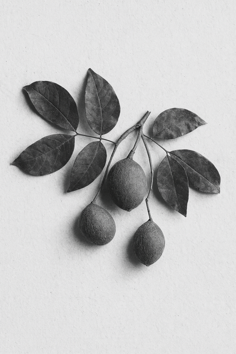 COPAIBA BALSAM