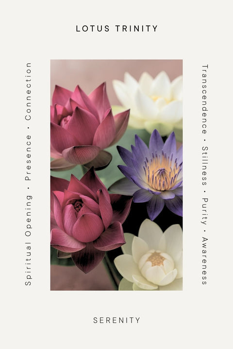 Lotus Trinity